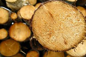 Reclaimed timber for Stanley Park