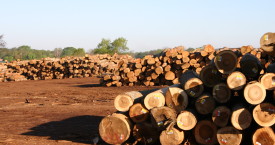 Lumber yard in Pemberton