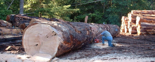 Salvaged log from a TV project